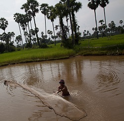 Cambodian fisherman.